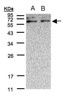 XYLB Antibody (aa473-536)