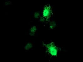 RGS16 Antibody (clone OTI2C9, Carrier-free)