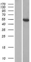 IFIT1B Protein (Over-Expression Lysate Myc-DDK (Flag))