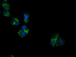 PECR Antibody (clone OTI1E12)