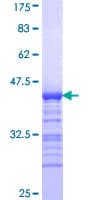 Human CIT / CRIK / Citron Protein (Recombinant GST, N-terminus)