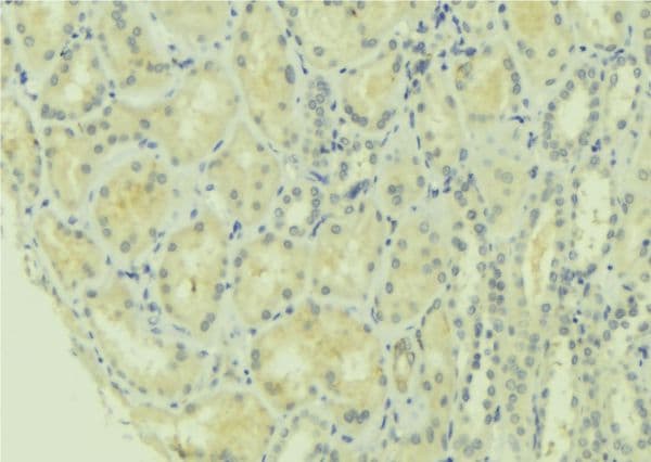 MFN1 Antibody
