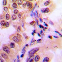 STAT2 Antibody (C-Terminus)