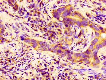 BCAM / CD239 Antibody