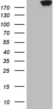 CDC42BPA / MRCK Antibody (aa1419-1638, clone OTI12C12, Carrier-free)