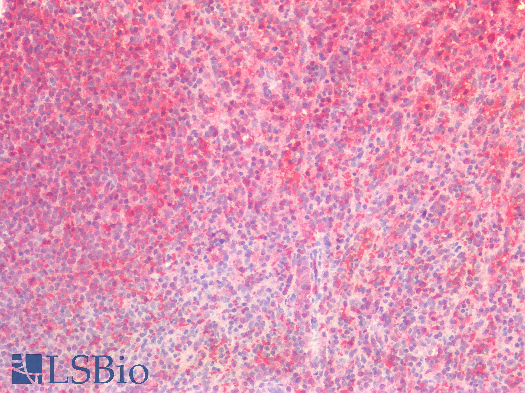 PathPlus™ DOCK5 Antibody (aa350-400)