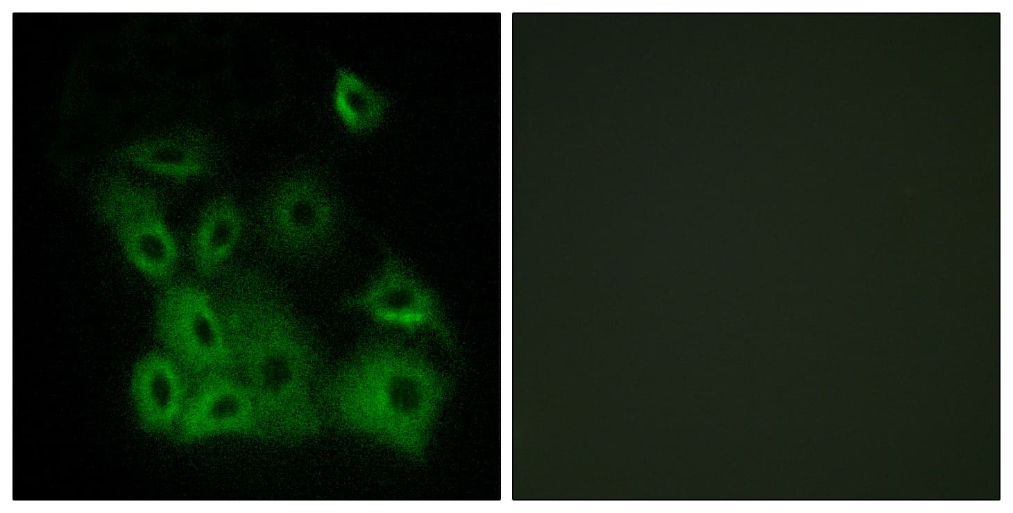 BAX Antibody (phospho-Thr167)