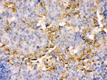 TNFRSF4 / CD134 / OX40 Antibody