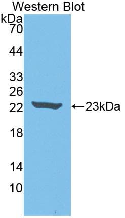 IL18 Antibody