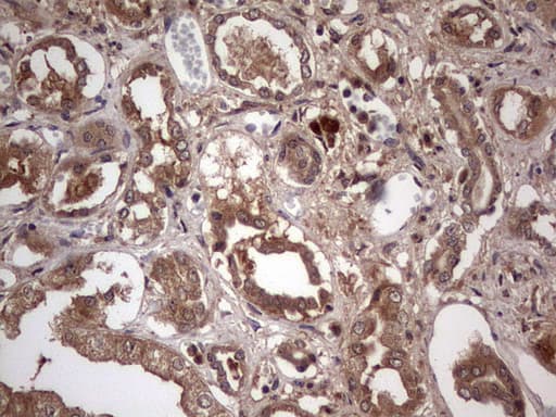 UFD1L Antibody (clone OTI8G6)