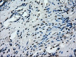 PRKY Antibody (clone OTI3E10, Carrier-free)
