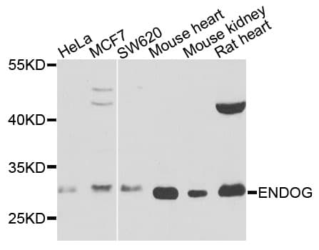 Endonuclease G / ENDOG Antibody