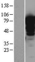 LMOD1 Protein (Over-Expression Lysate Myc-DDK (Flag))