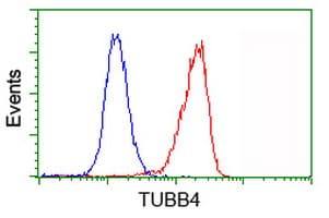 IHC-plus™ Monoclonal Mouse anti-Human TUBB4 / Tubulin Beta 4 Antibody (clone 6C2, IHC, IF, WB)