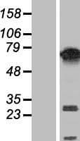 PUF60 Protein (Over-Expression Lysate Myc-DDK (Flag))