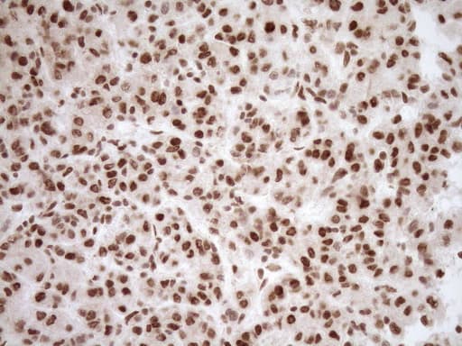 NUDT21 Antibody (aa2-227, clone OTI2C8)