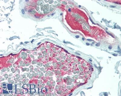 IHC-plus™ Monoclonal Mouse anti-Human VWF / Von Willebrand Factor Antibody (clone 1D3, aa764-1263, IHC, WB)
