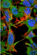 NRCAM Antibody (clone 343-26)