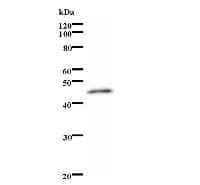 PAX7 Antibody (clone 6290C1a)