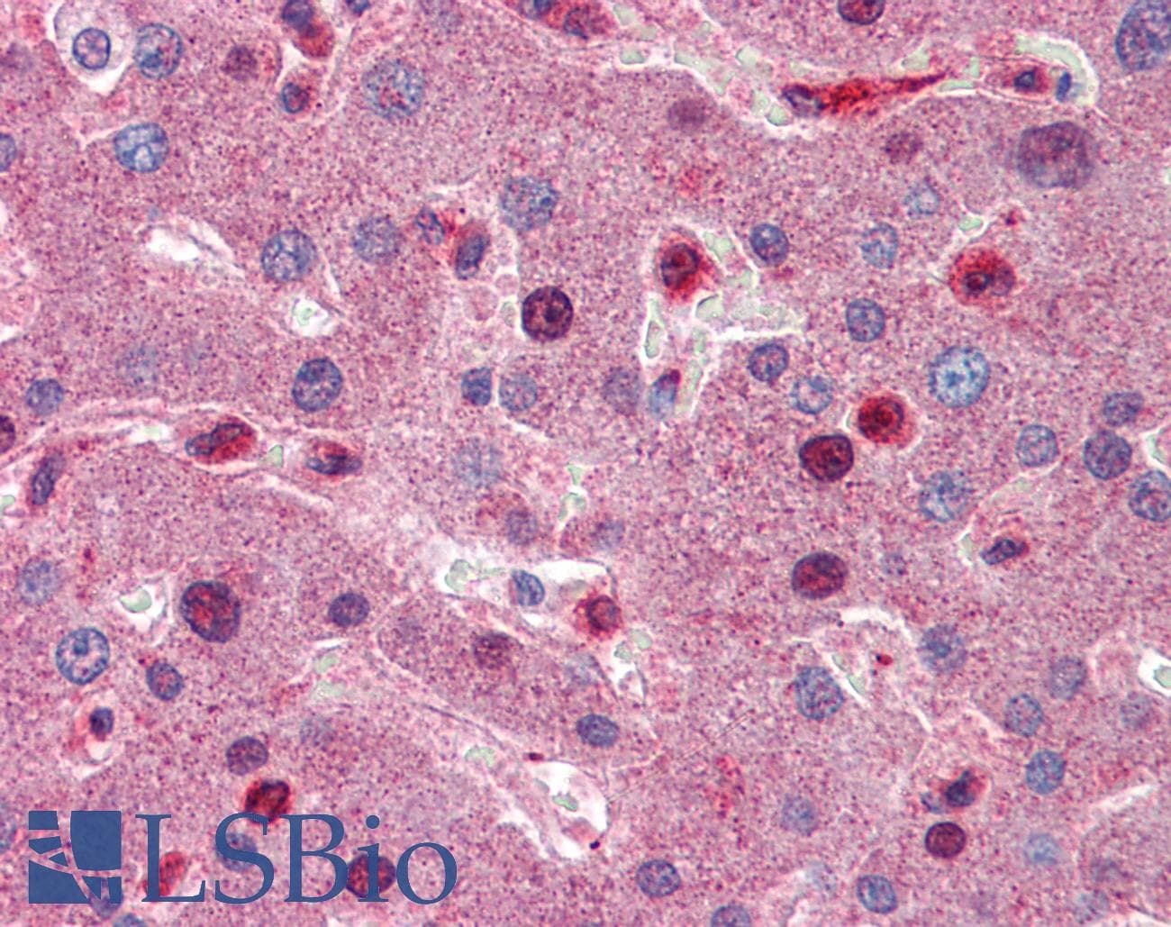 Complement C8b Antibody (aa451-500)