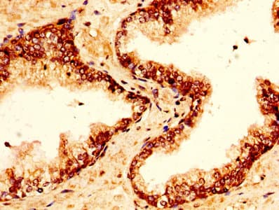 H2AFZ / H2A.z Antibody