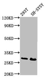 RFXANK Antibody