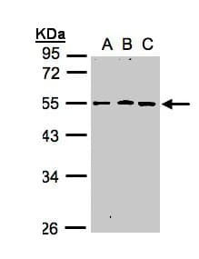 RGMB Antibody (aa178-437)