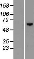 DGKE / DGK Epsilon Protein (Over-Expression Lysate Myc-DDK (Flag))