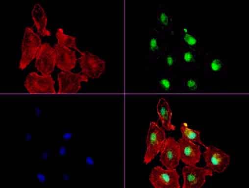 XRCC1 Antibody (clone UMAB40, Carrier-free)