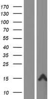 FAM25A Protein (Over-Expression Lysate Myc-DDK (Flag))