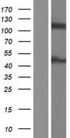ASAP2 / DDEF2 Protein (Over-Expression Lysate Myc-DDK (Flag))