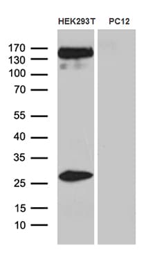 SPAG5 / MAP126 Antibody (aa1-297, clone OTI3F10)