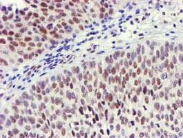 USP7 / HAUSP Antibody (clone OTI3C7, Carrier-free)