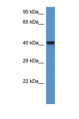 Zfp759 Antibody (aa22-71)
