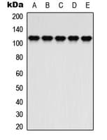 ATP1A2 Antibody (C-Terminus)