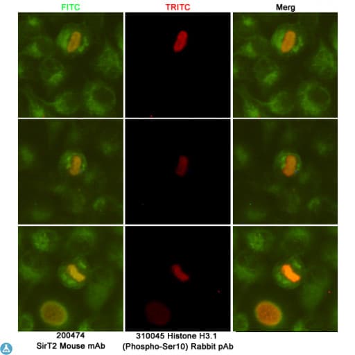 SIRT2 / Sirtuin 2 Antibody