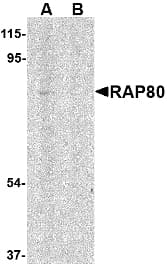 IHC-plus™ Polyclonal Rabbit anti-Human UIMC1 / RAP80 Antibody (IHC, IF, WB)