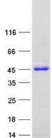 Human AMT Protein (Recombinant Myc-DDK (Flag))