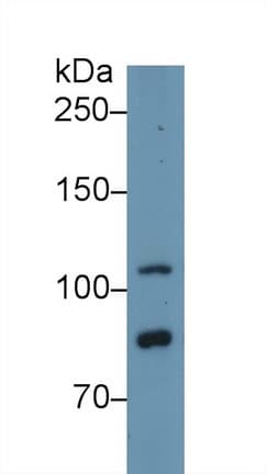 TLR5 Antibody (aa693-858, APC)