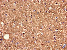 SDC4 / Syndecan 4 Antibody