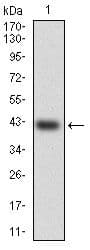 Monoclonal Mouse anti-Human HSF4 Antibody (clone 20000000, WB)