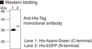 His Tag Antibody (clone 6C4)