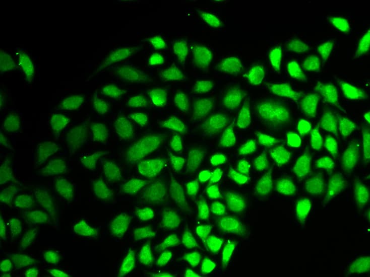 USP7 / HAUSP Antibody