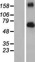 FGFR4 Protein (Over-Expression Lysate Myc-DDK (Flag))