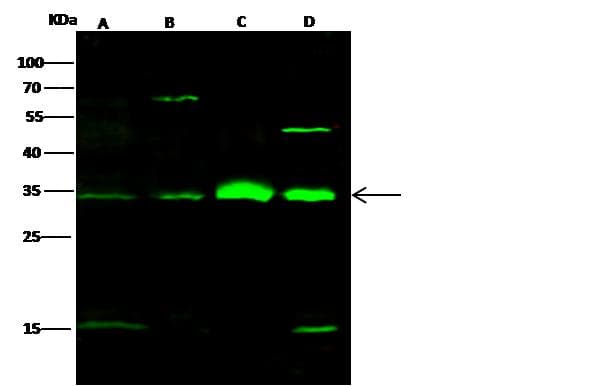 Polyclonal Rabbit anti-Human CDK1 / CDC2 Antibody (Preservative Free, IF, WB)