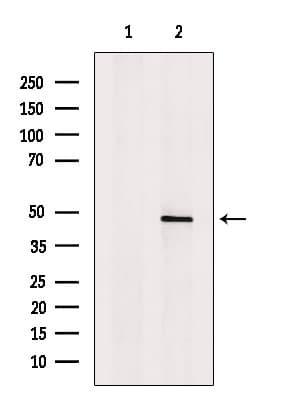 ACTR10 Antibody