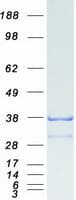 Human GID4 Protein (Recombinant Myc-DDK (Flag))
