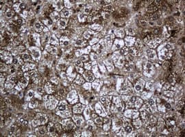 Monoclonal Mouse anti-Human PCDH7 Antibody (clone OTI1F9, IHC, WB)