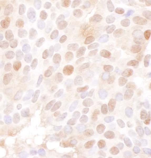 Polyclonal Goat anti-Human MCM4 Antibody (aa325-375, IHC, WB)