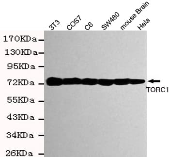 CRTC1 / MECT1 / TORC1 Antibody